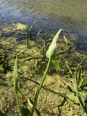 Sagittaria sagittifolia
