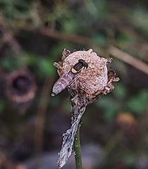 Sphaerophoria scripta