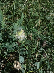 Astragalus cicer