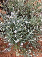Olearia pimeleoides