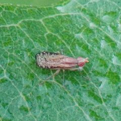 Trypetoptera canadensis