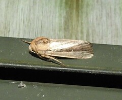 Leucania stenographa