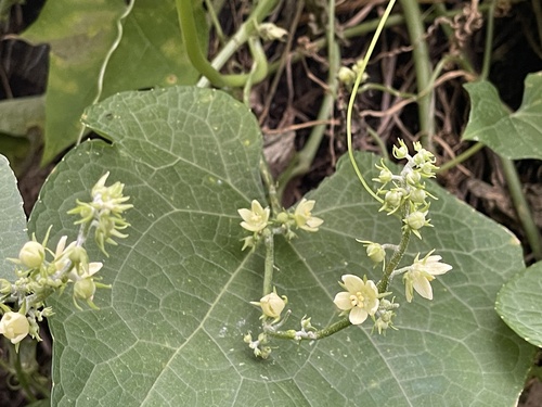 Sicyos edulis