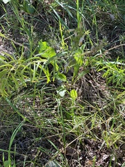 Linaria vulgaris
