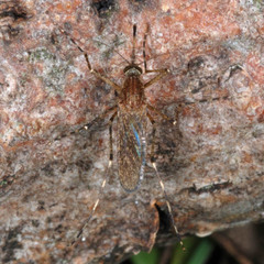 Coquillettidia richiardii