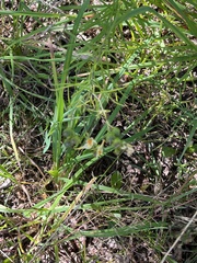 Linaria vulgaris
