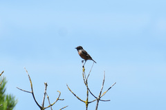 Saxicola rubicola