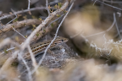 Psammodromus hispanicus
