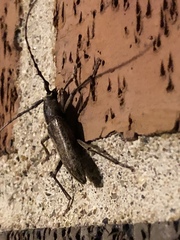 Elaphidion