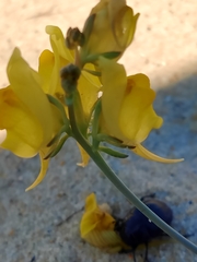 Linaria polygalifolia