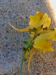Linaria polygalifolia