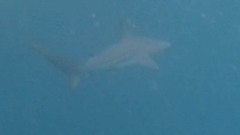 Carcharhinus limbatus