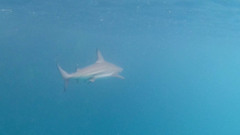 Carcharhinus limbatus