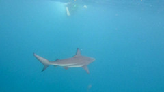 Carcharhinus limbatus