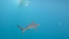 Carcharhinus limbatus