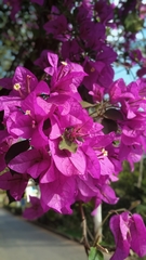 Bougainvillea spectabilis