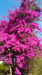 Bougainvillea