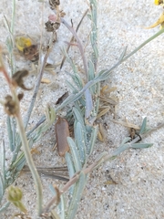 Linaria polygalifolia