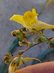 Linaria polygalifolia