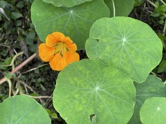 Tropaeolum majus