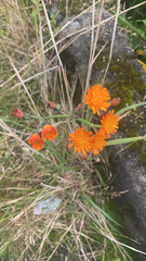 Pilosella aurantiaca
