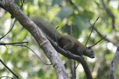 Callosciurus caniceps