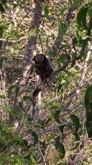 Callithrix penicillata