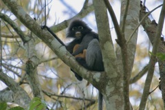 Trachypithecus obscurus