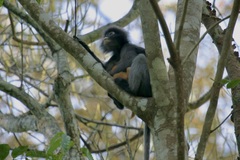 Trachypithecus obscurus