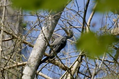 Mulleripicus pulverulentus