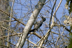 Mulleripicus pulverulentus