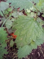 Urtica urens