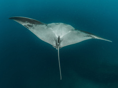 Mobula birostris