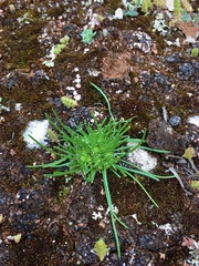 Isoetopsis graminifolia