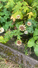 Astrantia major