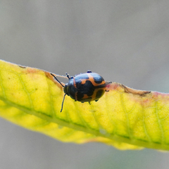 Labidomera clivicollis