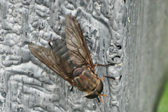 Tabanus calens