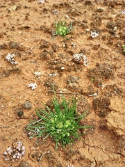 Isoetopsis graminifolia
