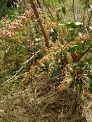 Rumex conglomeratus