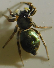 Heliophanus auratus