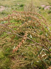 Rumex conglomeratus