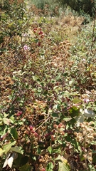 Rubus creticus
