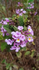 Lantana montevidensis