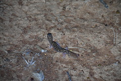 Gekkota