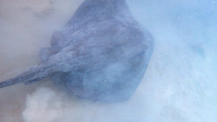 Hypanus dipterurus