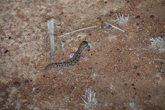 Gekkota
