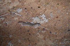 Gekkota