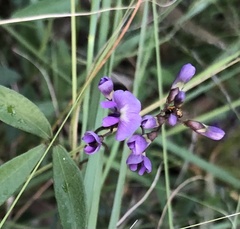 Glycine clandestina