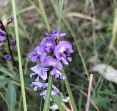 Glycine clandestina