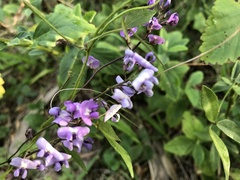 Glycine clandestina